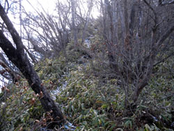 �}�Ȕ�����