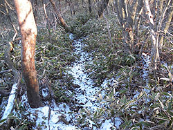 雪&霜柱で真っ白〜