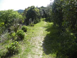 ���R�J�n�`