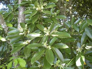 ���ꂢ�ȉ�