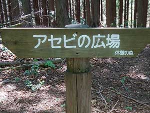 �A�Z�r�̍L��