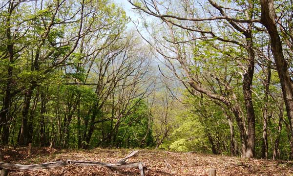 山頂からの眺望