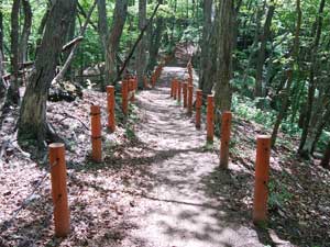 �R������̓o�R���B