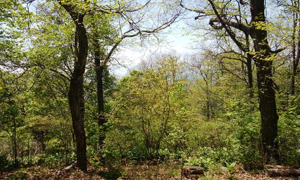 御前山山頂からの眺望
