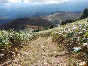 �R������̓o�R���B