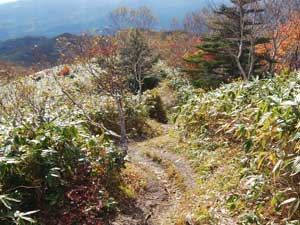 �C�J��̓�����̓o�R���B