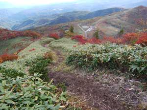 �C�J��̓�����̓o�R���B