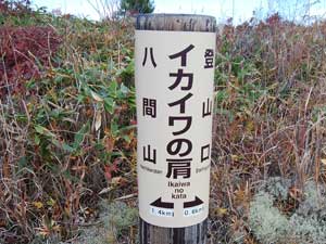 �C�J�C���̌�