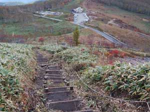 �C�J�C���̌�����̓o�R���B