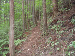 ���т̓o�R��