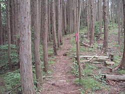 �����ɏo��