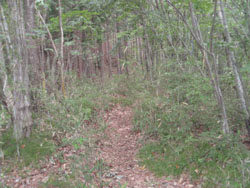 1�ڂ̓S������̓o�R��