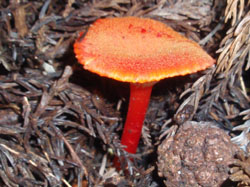 �o�[�~���I���J���[�̃L�m�R