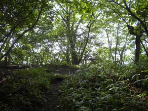 �X�ȎR�R��(1467.4m)