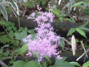 �V���c�P�\�E