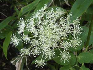 �V�L���J���}�c