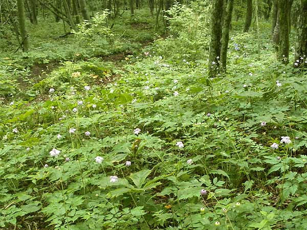 レンゲショウマ