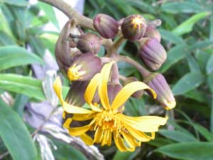 �|�b���ƍ炭��