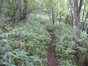 ���򂩂�̓o�R���B