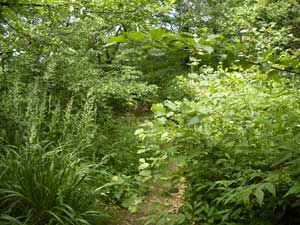 �@�ȎR�R������̓o�R���B