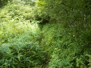 ���V�炩��̓o�R���B