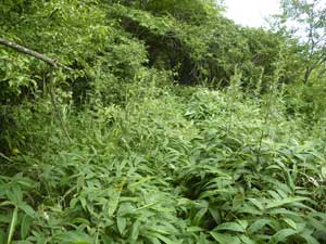 ����_����̓o�R���B