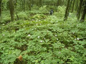 �����Q�V���E�}�Q���n