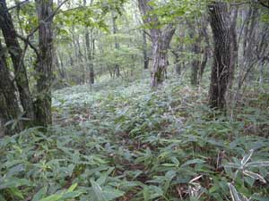 �R������̓o�R���B