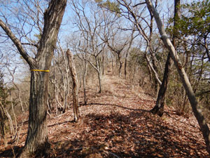 ピークからの登山道。