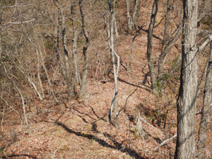 5つめのピークからの登山道。