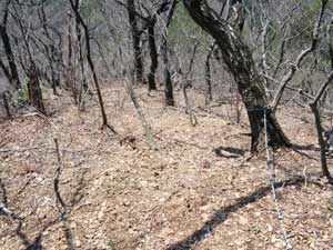 ���[�v��