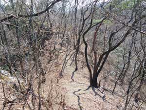 石祠ピークからの登山道