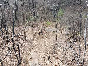 ���̌�̓o�R��