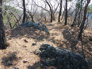 �����{���ɍ���