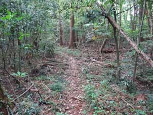 ���炵������