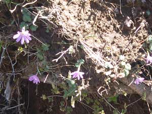 �����ɍ炭��