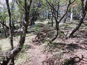 ������������̓o�R���B