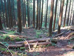 ���т̎�t���̓�