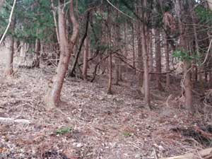 ���Ƃ̗��R�I�ȕO��