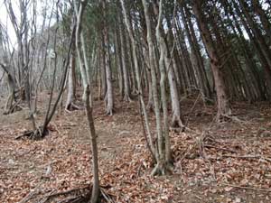 ���Ƃ̗��R�I�ȕO��