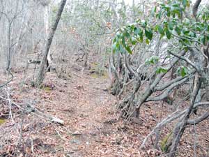 �����䂩��̓o�R��