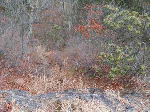 �s�[�N�_����̓o�R��