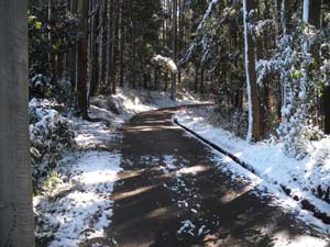 �A�X�t�@���g�̓���i�񂾁B