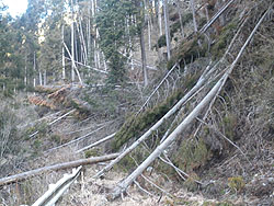 杉の倒木