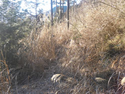 �o�R���̓X�X�L�ɕ����Ă�