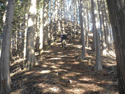 ���\�}�Ȕ�����