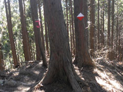 �s�[�N�̕���_