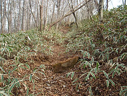 ���т̓o�R��