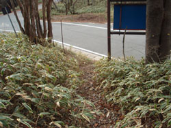 ���}�c�c�W�̃g���l���H