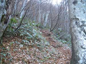 ����ɑ��͑����Ă�����